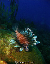 Lion fish.... by Brian Bush 